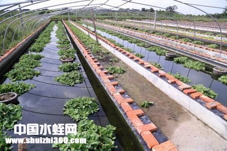 水蛭养殖技术